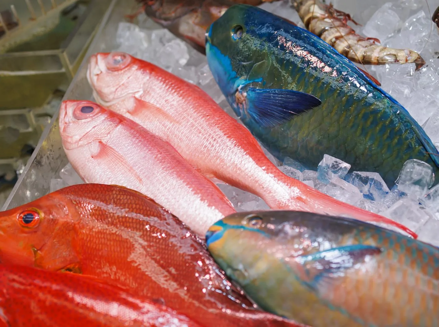 島の魚介・海鮮